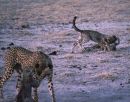 Cheetah Playing with Cubs